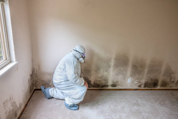 Best Insurance-Related Mold Remediation in Surrey, ND